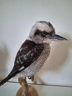 IJsvogel Taxidermie volledige montage - Prachtige Nieuwe, Verzamelen, Dierenverzamelingen, Nieuw