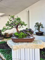 Bonsai van Juniper Itoigawa op steen compositie -, Antiek en Kunst