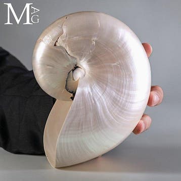 Nautilus Pompilius - Gepolijste parelmoeren schelp - 180 mm, Antiek en Kunst