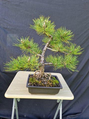 Den bonsai (Pinus) - Hoogte (boom): 41 cm - Diepte (boom):