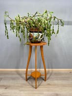 Plantentafel - Hout - houten plantentafel