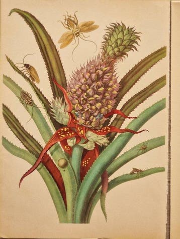 Maria Sibylla Merian (1647–1717) - Lot of 6 plates da