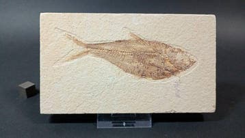 Pez Fósil - Fossiele plaatmatrix - Diplomystus Dentatus -, Verzamelen
