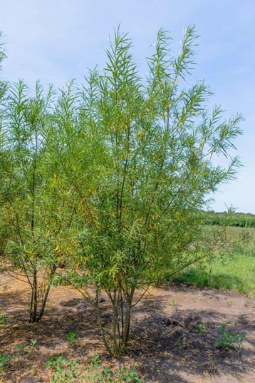 Salix fragilis meerstammig 350-400