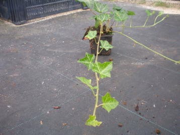 Klimop , p9, Hedera hibernica   €1,00, Tuin en Terras, Planten | Tuinplanten, Vaste plant, Ophalen of Verzenden, Bloeit niet, Halfschaduw