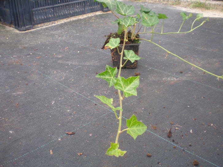 Klimop , p9, Hedera hibernica   €1,00, Tuin en Terras, Planten | Tuinplanten, Klimplanten, Vaste plant, Halfschaduw, Bloeit niet