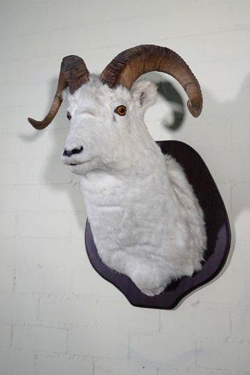 Dall Sheep Shoulder-mount Taxidermie wandmontage - Ovis, Nieuw