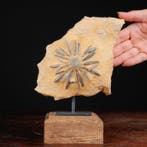 Echinoïde fossiel op matrix - Asterocidaris Bistriata -