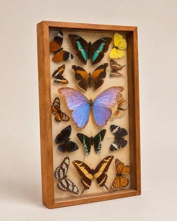 Vlinder Taxidermie wandmontage - Tropische soorten - 41 cm -, Nieuw