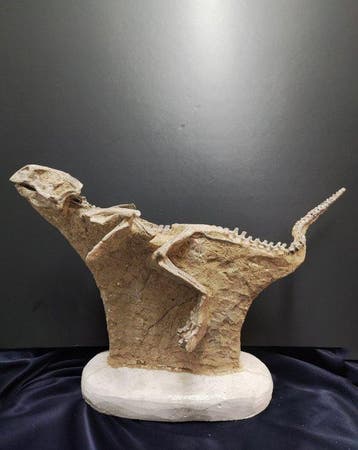 Fossiel bot - Psittacosaurus - 40 cm - 30 cm, Verzamelen