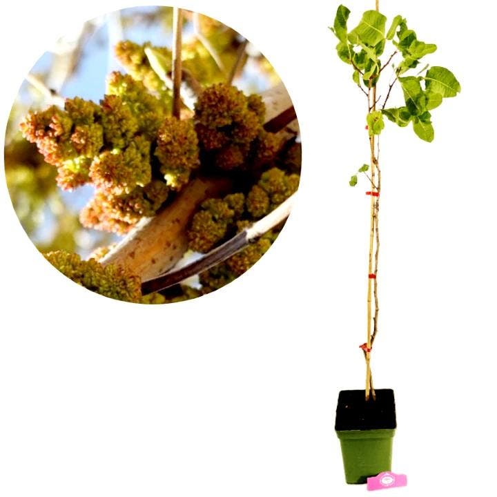 Pistachia vera Peter + pot 23cm, Tuin en Terras, Planten | Fruitbomen, Volle zon, Verzenden