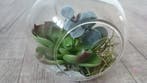 Echeveria Groen Latex Succulent, Ophalen of Verzenden, Nieuw