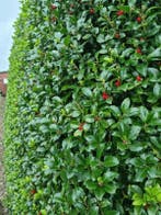 Hulsthaag - Ilex meserveae ‘Heckenfee’ - 60 t/m 200cm, Ophalen of Verzenden
