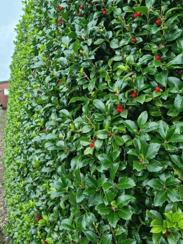Hulsthaag - Ilex meserveae ‘Heckenfee’ - 60 t/m 200cm, Tuin en Terras, Planten | Struiken en Hagen, Ophalen of Verzenden