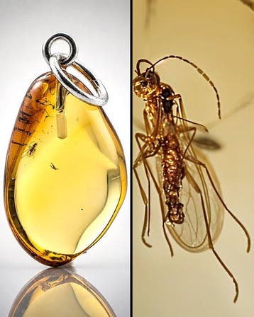 Premium Baltisch Amberhanger – Gouden Heldere Parasitaire
