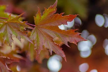 Acer platanoides Crimson Sentry halfstam 120cm stam