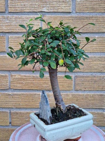 Chinese iep bonsai (Ulmus parviflora) - Hoogte (boom): 20 cm