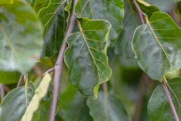 Fagus sylvatica Pendula hoogstam 14/16