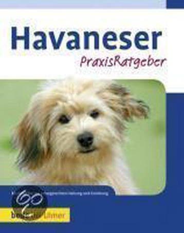 Havaneser, Ophalen of Verzenden, Nieuw