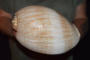 Zeeslak Zeeschelp - S-600 MELO AMPHORA (Zonder minimumprijs), Nieuw