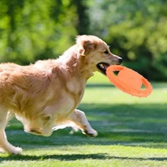 Honden Vliegende Schotel – Interactief Schuim Speelgoed, Verzenden, Nieuw