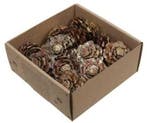 Dennenappel Flower cut Goud Wash doosje 23 stuks, Ophalen of Verzenden, Nieuw
