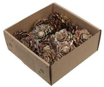Dennenappel Flower cut Goud Wash doosje 23 stuks, Ophalen of Verzenden, Nieuw