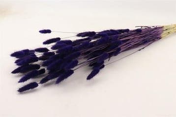 Lagurus Ovatus Pluimgras Graspluimen in hoes Violet 100 gram, Ophalen of Verzenden, Nieuw