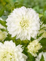Dahlia White Perfection (Dahlia’s kopen?), Ophalen of Verzenden