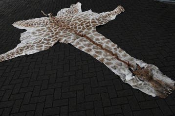 Northern Giraffe Taxidermie volledige montage - Giraffa, Verzamelen, Dierenverzamelingen, Nieuw