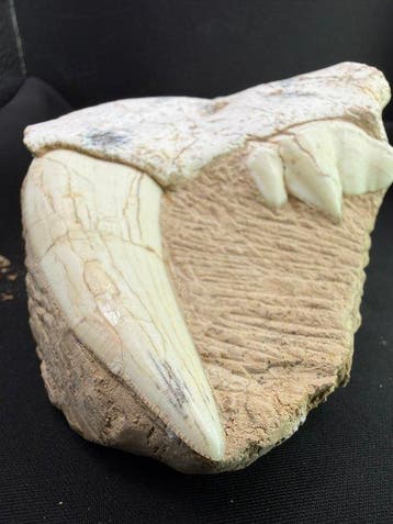 Sabeltandkat - Fossiele schedel - Rare Saber Cat Fossil - 17, Verzamelen