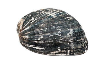 Historische Haliotis cracherodii (150mm) §§ Zwarte Abalone, Verzamelen, Nieuw