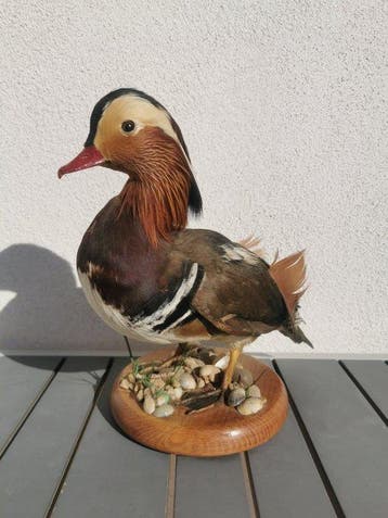 Eend Taxidermie volledige montage - anatra mandarinka - aix, Nieuw