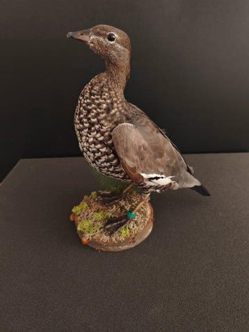Eend Taxidermie volledige montage - Chenonetta jubata (whit