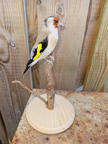 Super mooie major Putter Taxidermie volledige montage -, Nieuw