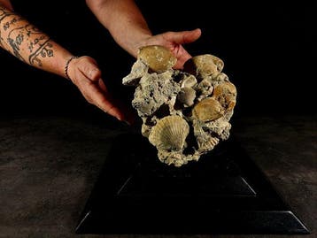 Plioceen kalksteenblok met fossiele schelpen -, Nieuw