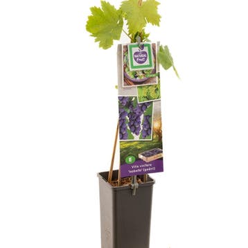 Druif Isabella container (P11) Groen, Verzenden