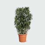 Green Bubble - NOBUSH55VIV Nerium Oleander struik - 210cm, Ophalen of Verzenden