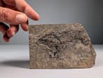 Fossiele vissen uit het Trias - Fossiele plaatmatrix -