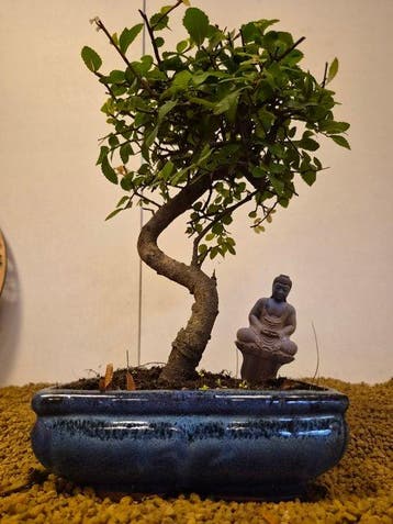 Japanese iep bonsai (Zelkova) - Hoogte (boom): 28 cm -