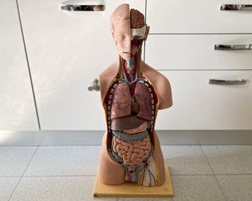 Anatomisch model - Plastic, Rubber - 1980-1990 - Romp -