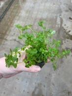Bacopa Australis (Aquariumplanten, Aquarium producten), Dieren en Toebehoren, Verzenden, Nieuw, Plant(en), Steen of Hout