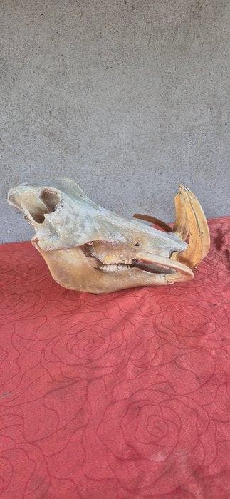 Wrattenzwijn Schedel - Phacochoerus africanus - tres gros, Antiek en Kunst