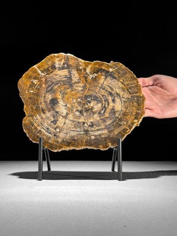 Prachtige plak versteend hout op een op maat gemaakte