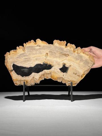 Prachtige snede van versteend hout op een op maat gemaakte