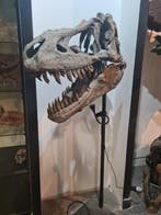 Tyrannosaurus Gesneden schedel - Tyrannosaurus rex - REPLICA