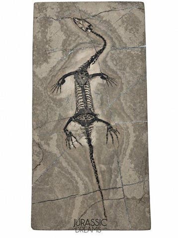 Groot en fraai bewaard Keichousaurus hui, mariene reptiel