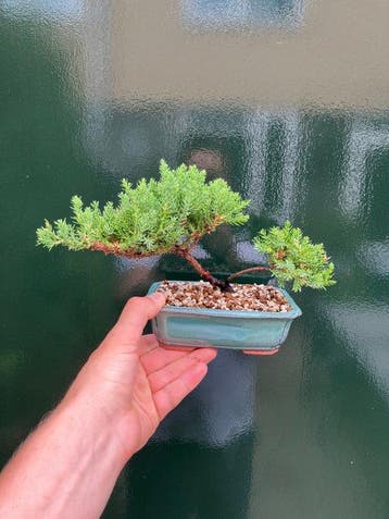 Jeneverbes bonsai (Juniperus) - Hoogte (boom): 13 cm -