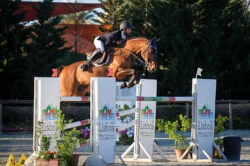 **Verkoop | Training | Springpaarden ***, Springpaard, B, 7 tot 10 jaar, Meerdere dieren