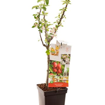 Appel container (P18) Roze, Verzenden
